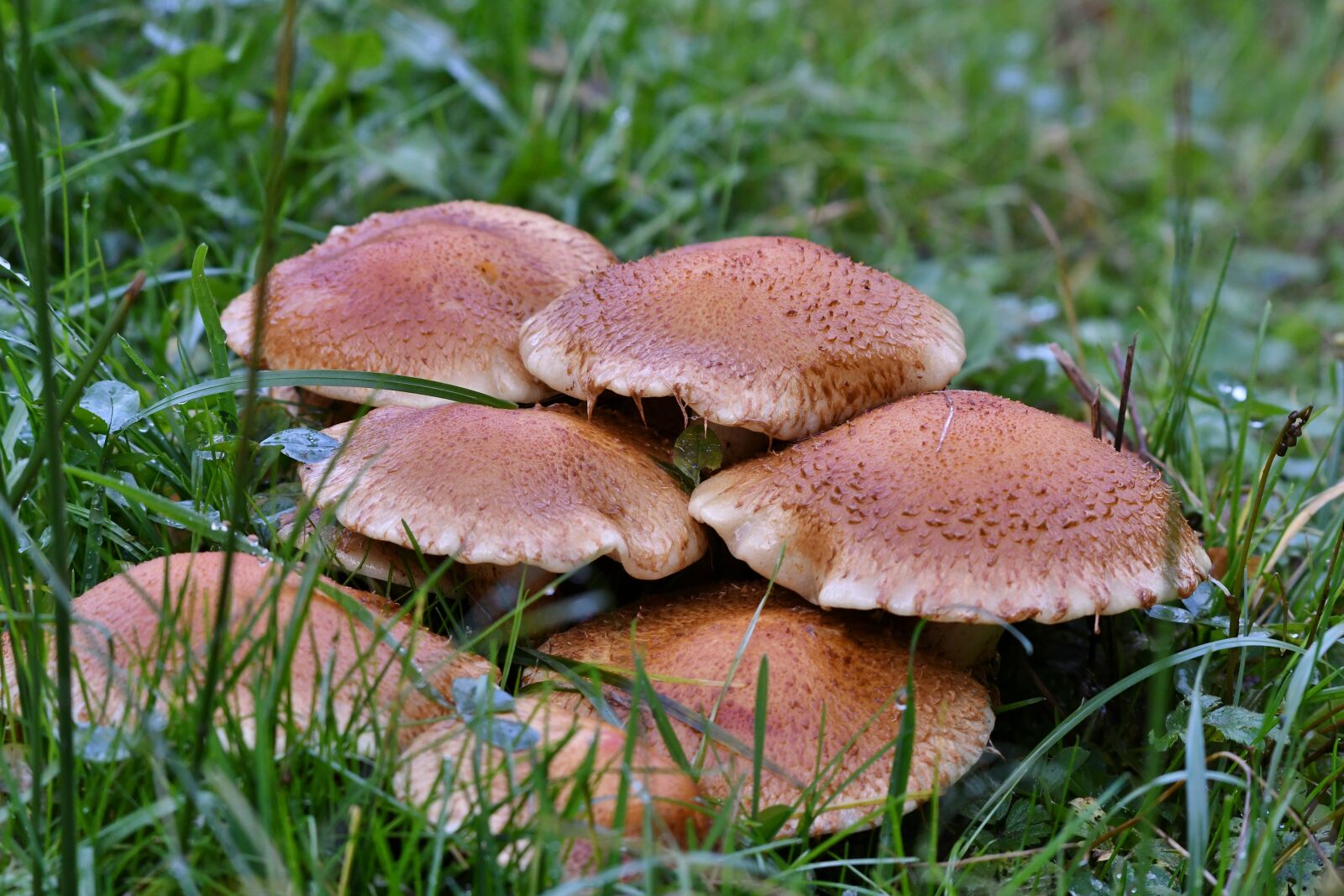 Nikon D500 sample photo. Mushrooms, autumn, grass photography