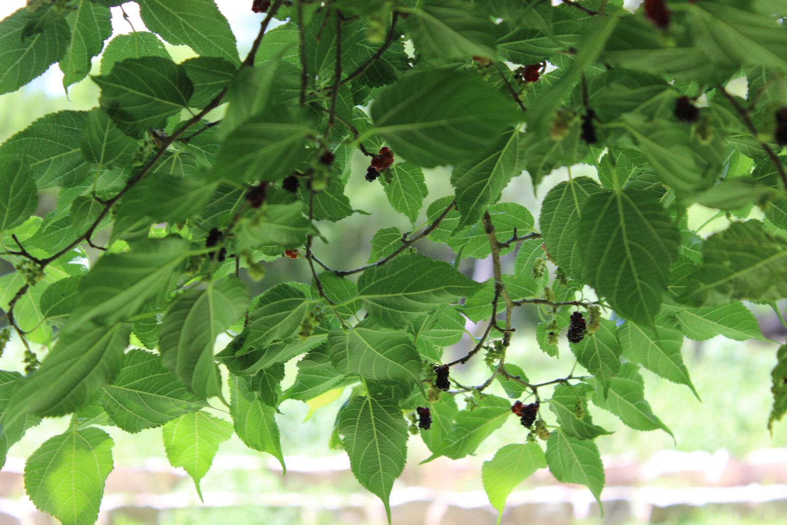 Canon EOS 600D (Rebel EOS T3i / EOS Kiss X5) sample photo. Leaves, green, tree photography