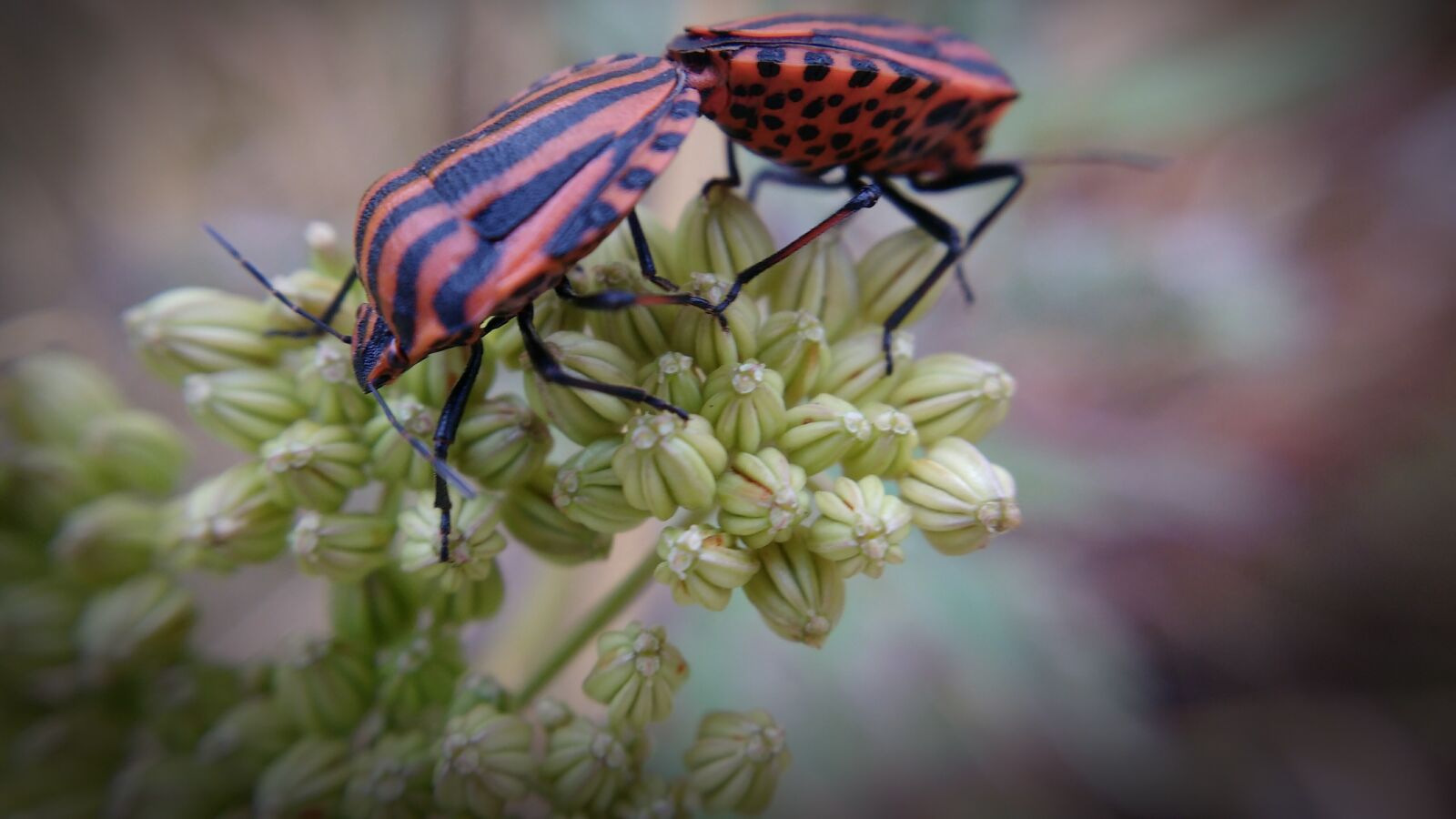 Motorola MotoG3 sample photo. Macro, plants, insects photography