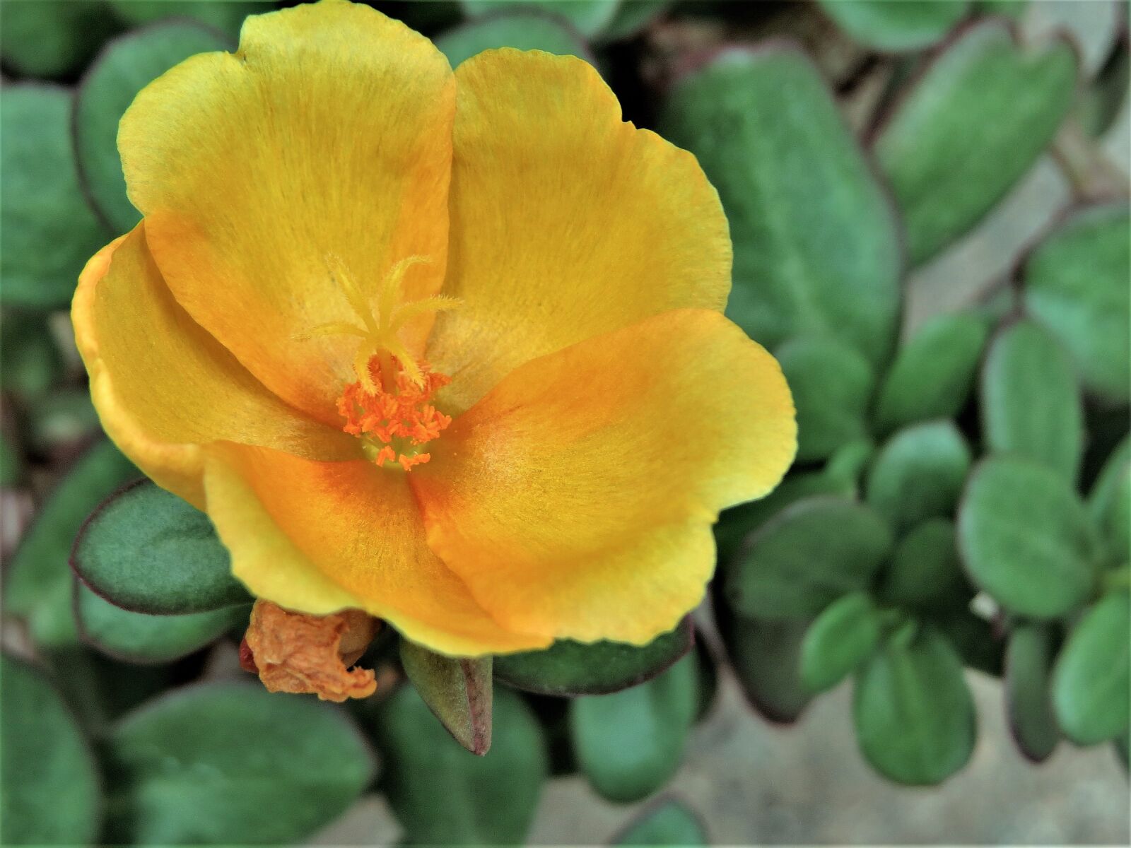 Canon PowerShot SX50 HS sample photo. Flower, yellow, orange photography