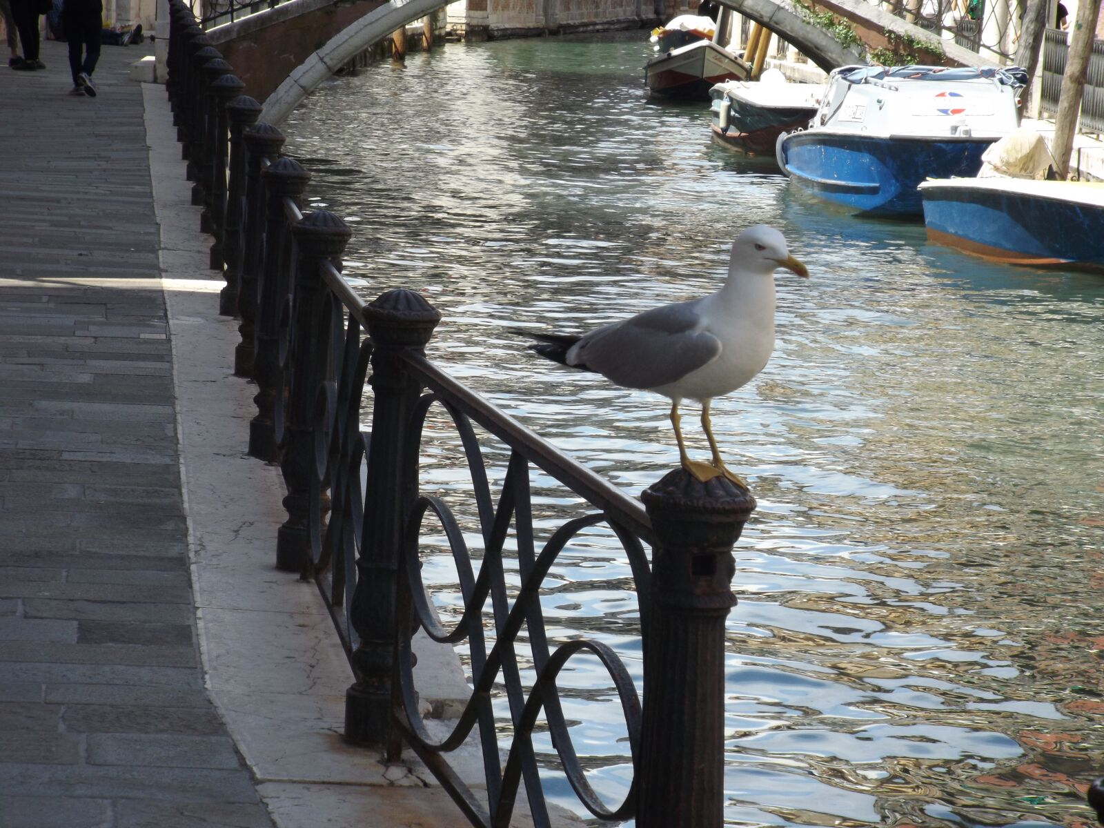 Fujifilm FinePix S4800 sample photo. Venice, seagull, channel photography