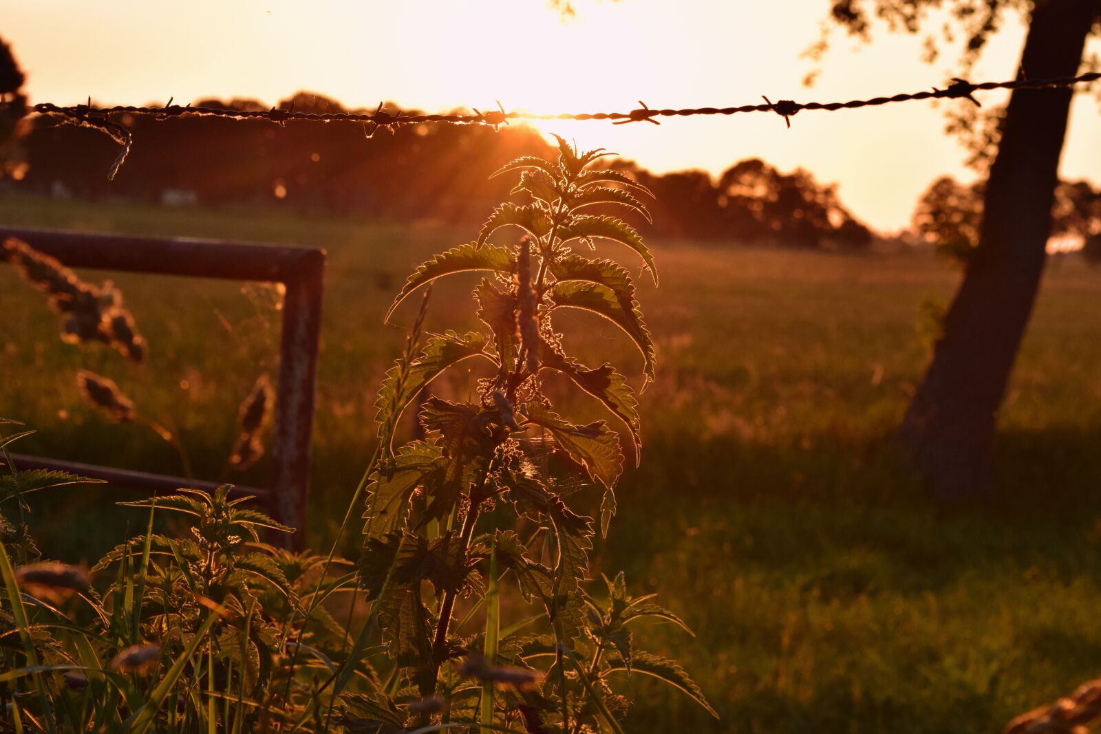 Nikon D3300 sample photo. Evening, backlighting, brennessel photography