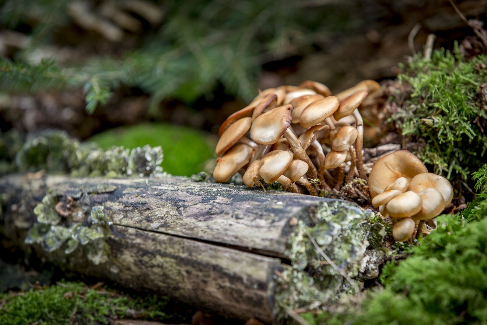 Canon EOS 6D sample photo. Mushroom, wood, nameko photography