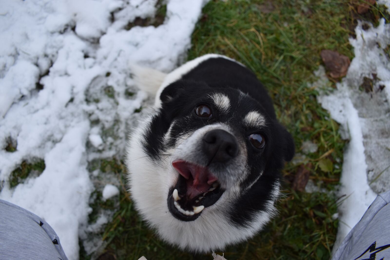 Nikon D3500 sample photo. Dog, cute, puppy photography