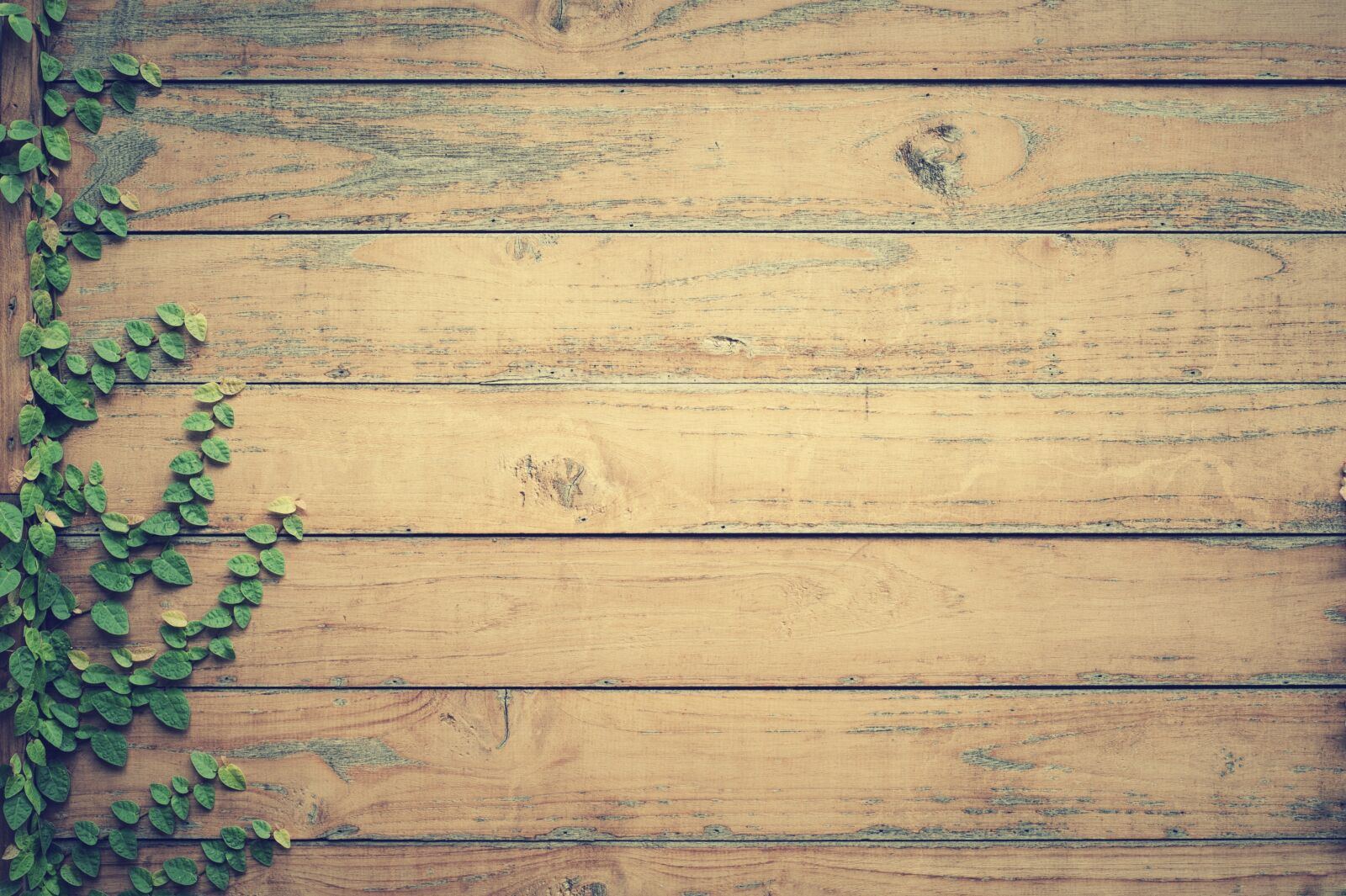 Nikon D700 sample photo. Hardwood, leaves, lumber photography