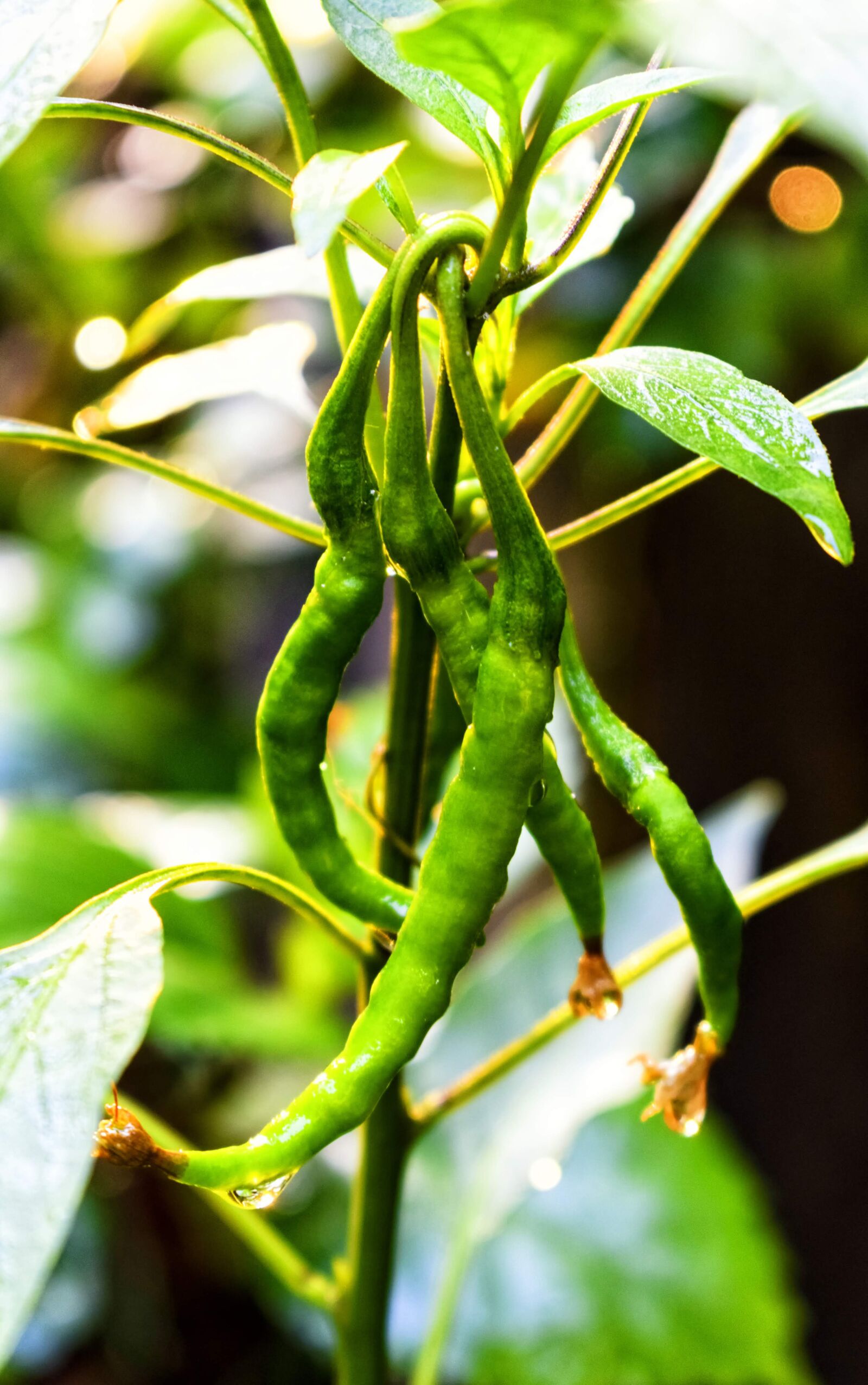 Nikon D3400 sample photo. Vegetable, tree, spicy photography