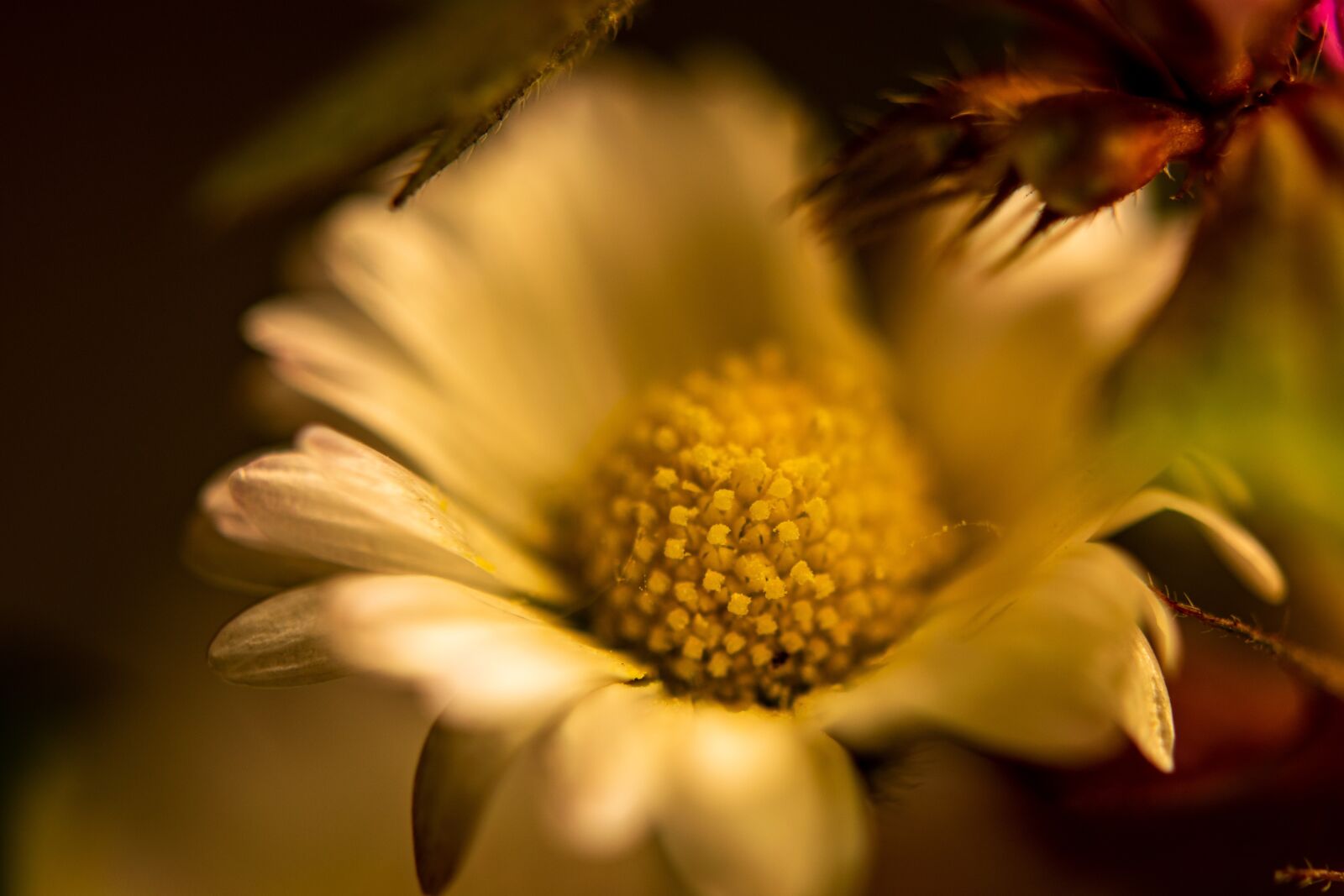 Nikon D5300 sample photo. Macro, close-up, nature photography