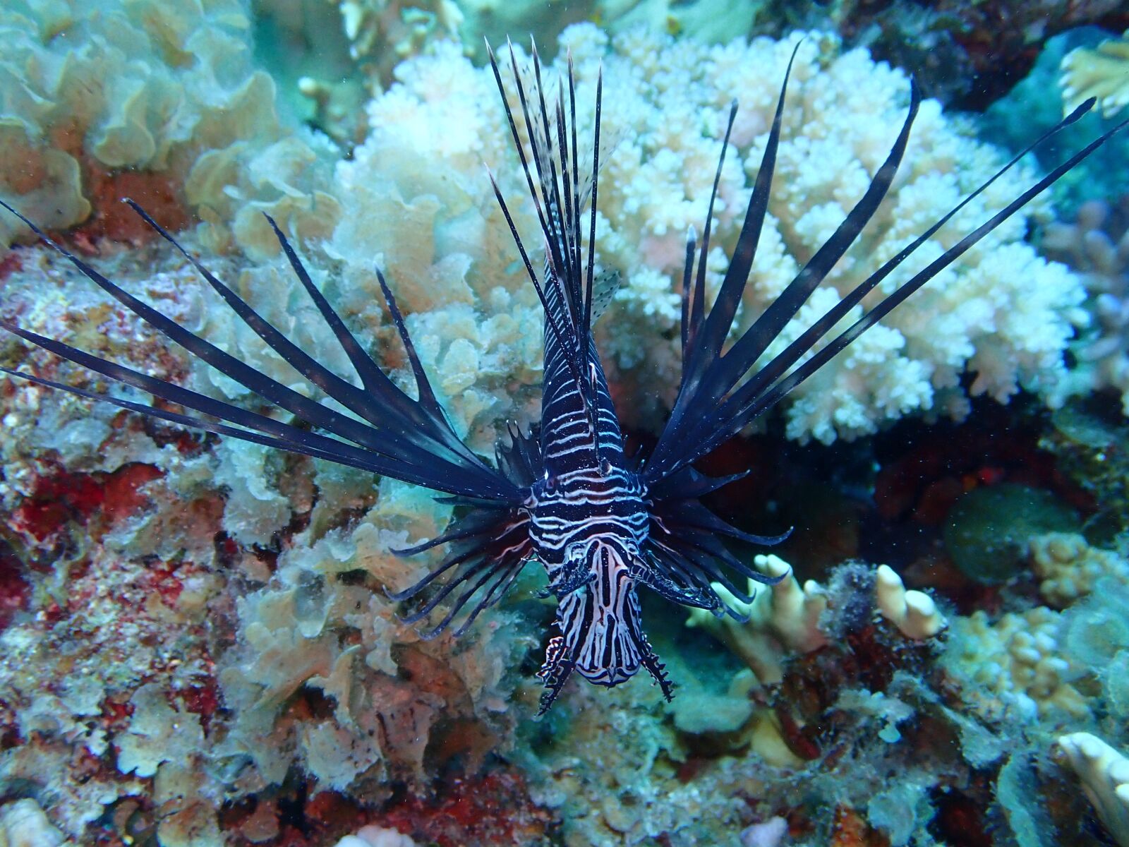 Olympus TG-5 sample photo. Diving, diver, underwater photography