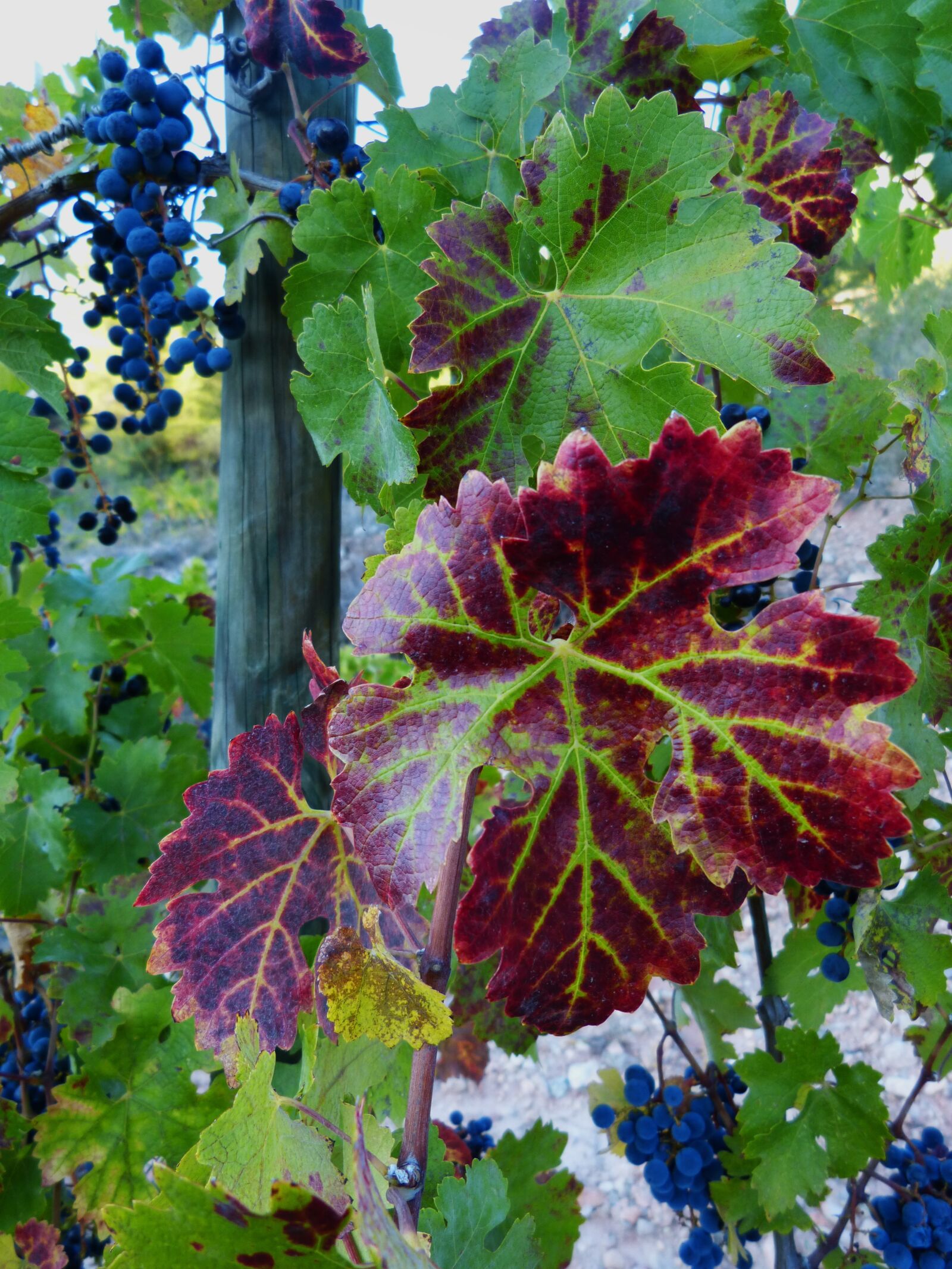 Panasonic DMC-FZ62 sample photo. Leaf, vine, red photography