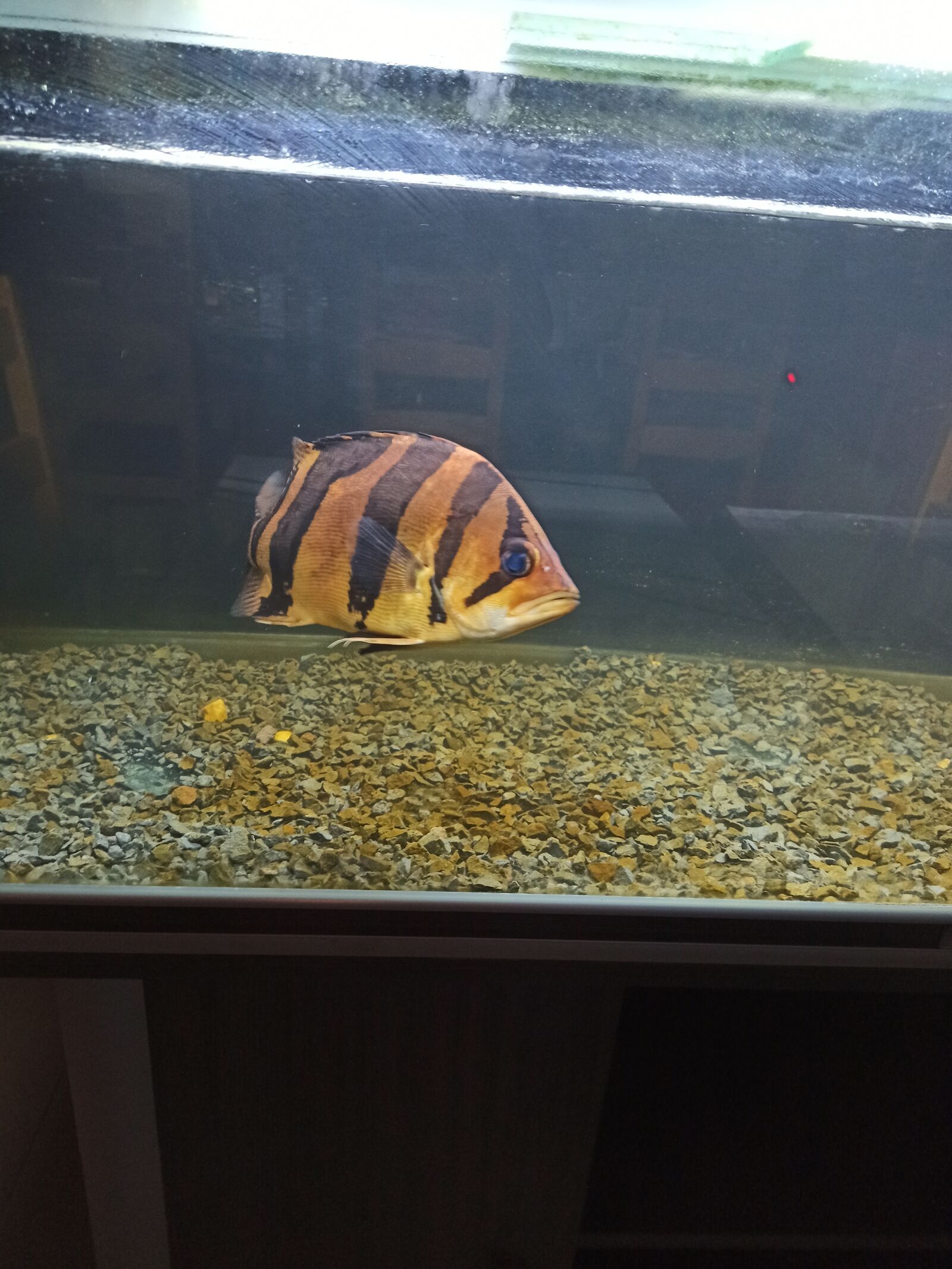 Xiaomi Redmi Note 8 Pro sample photo. Fish, poisson, aquarium photography