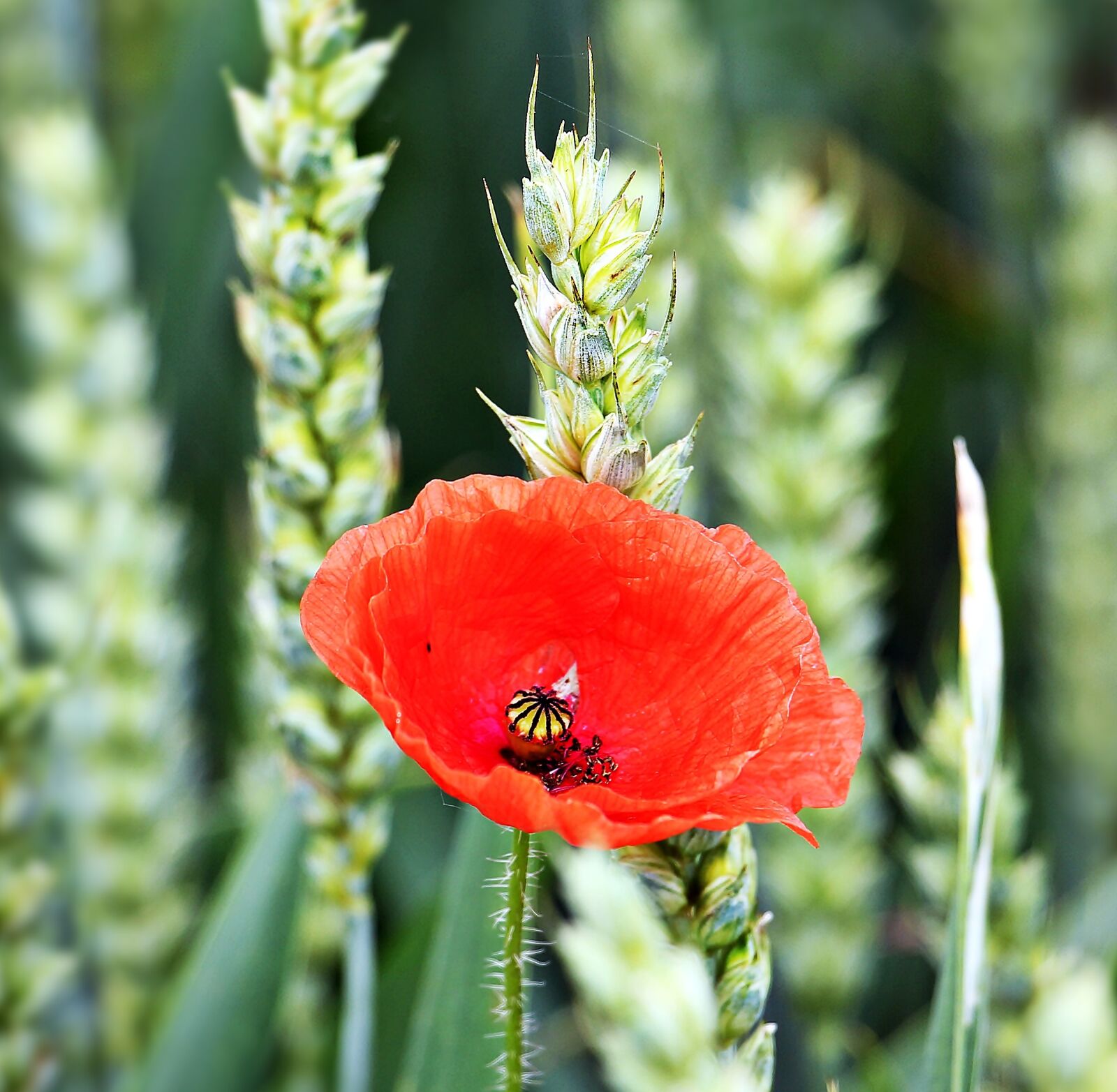 Canon EOS 550D (EOS Rebel T2i / EOS Kiss X4) sample photo. Cornfield, poppy, flower photography