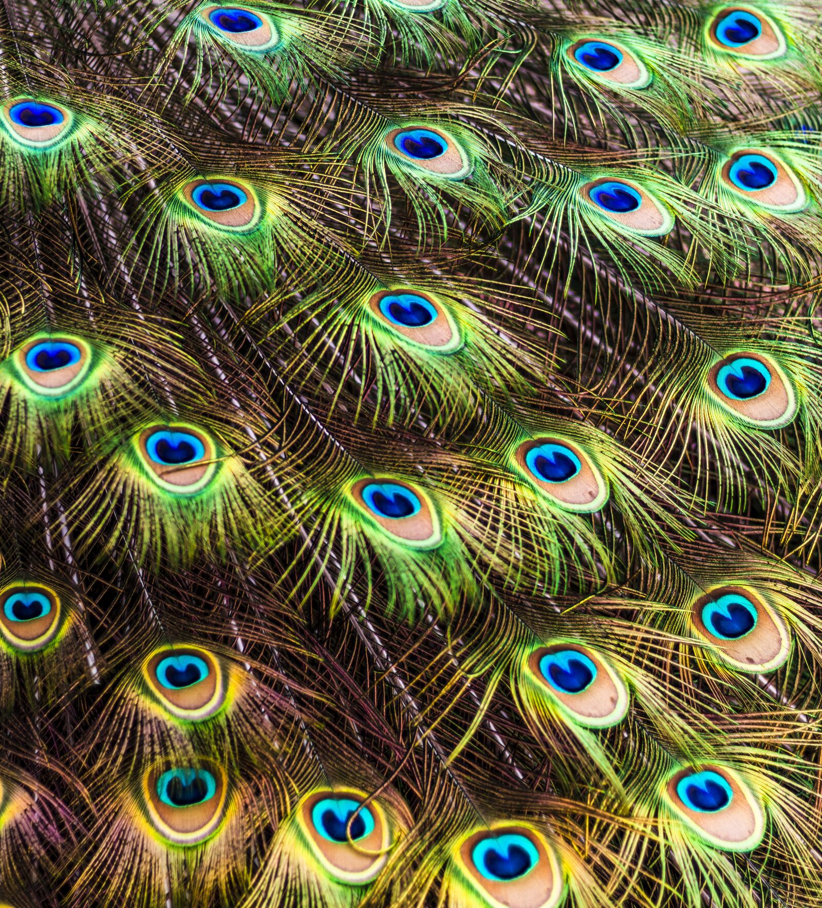 Canon EOS 77D (EOS 9000D / EOS 770D) + Canon EF 50mm F1.8 STM sample photo. Peacock, pen, color photography