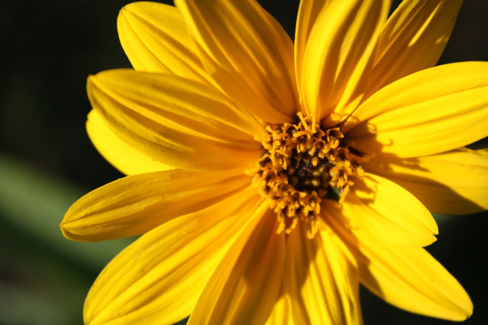 Canon EOS 450D (EOS Rebel XSi / EOS Kiss X2) sample photo. Sunflower, sun, flower photography