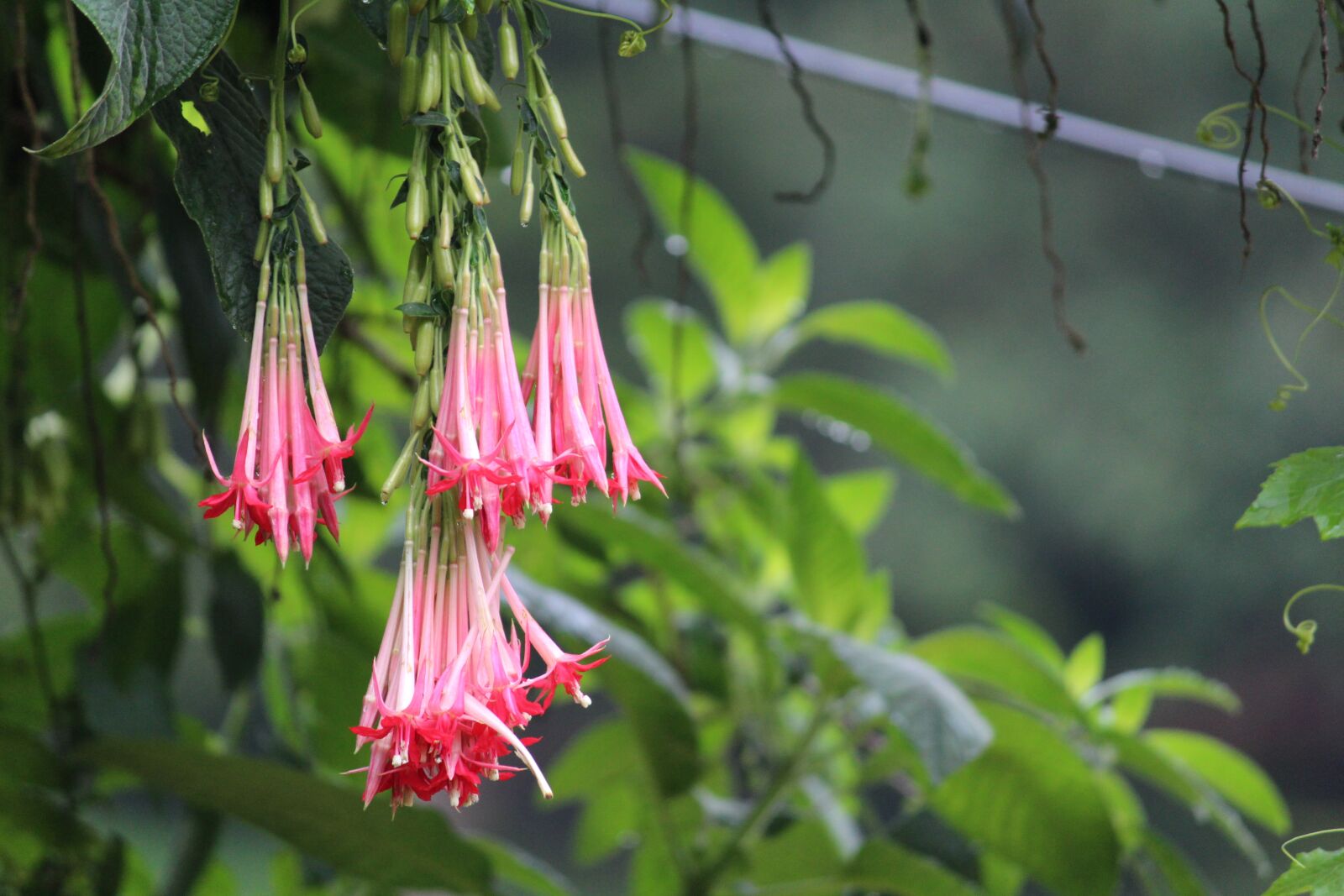 Canon EOS 1200D (EOS Rebel T5 / EOS Kiss X70 / EOS Hi) sample photo. Flowers, pink, garden photography