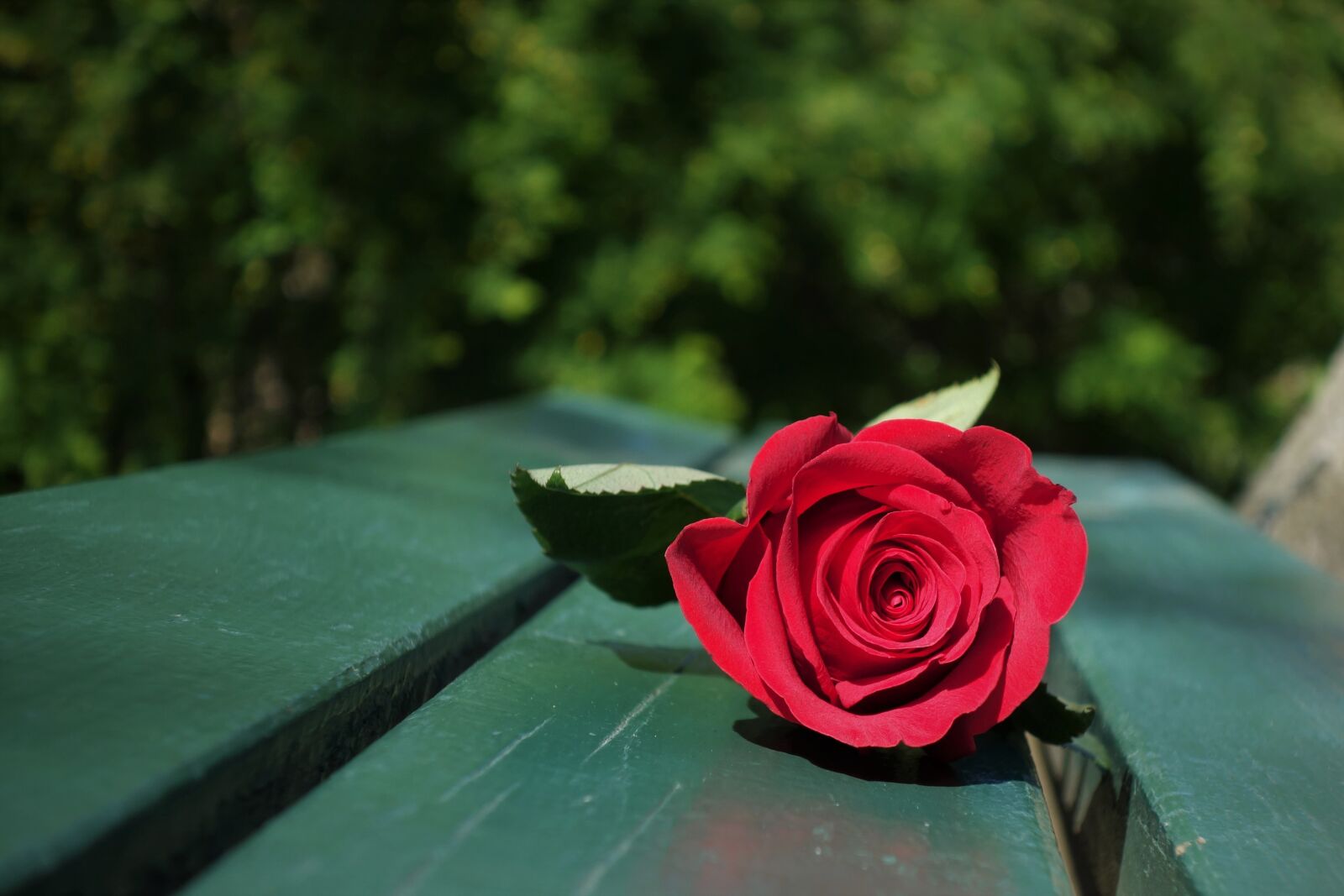 Sony Cyber-shot DSC-RX100 II sample photo. Red rose, green bench photography