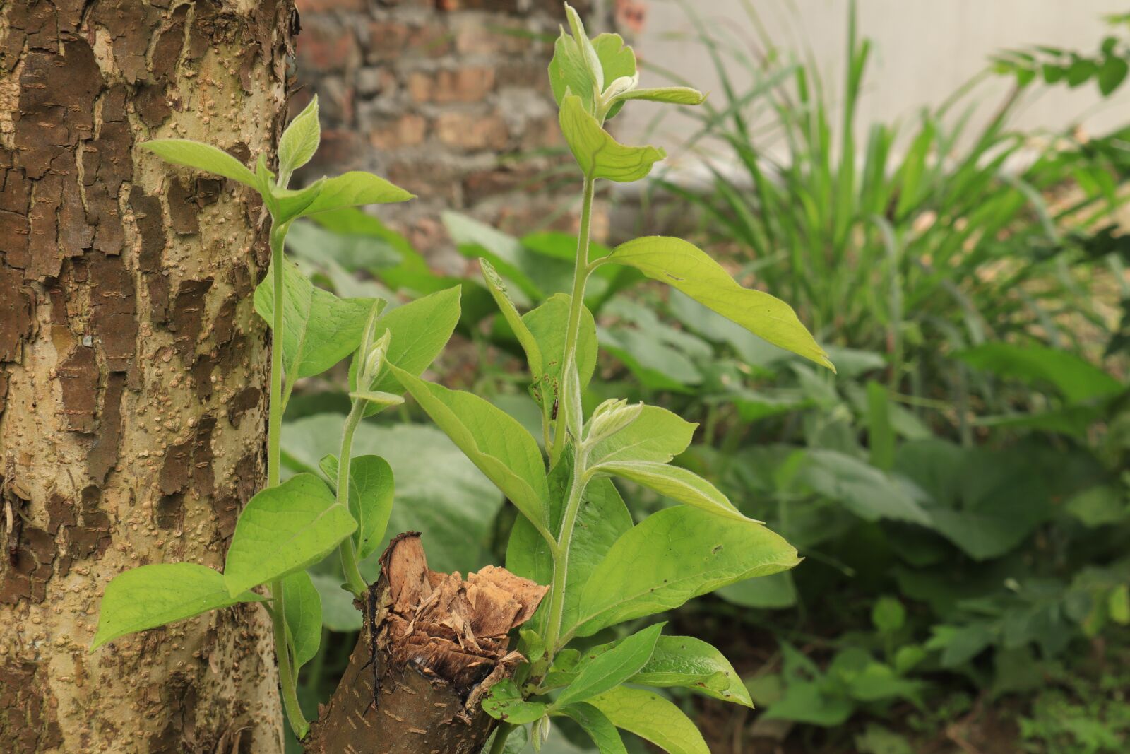 Canon EOS M50 (EOS Kiss M) sample photo. Man non, the leaves photography