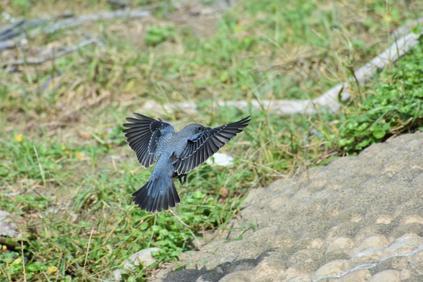 Nikon D7200 sample photo. Animal, beach, bird photography