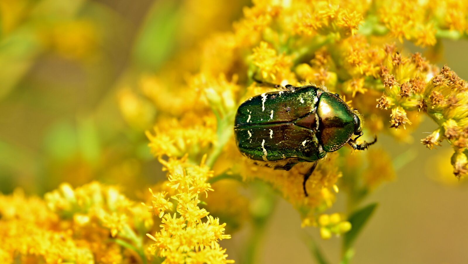Nikon D5300 sample photo. Beetle, flowers, meadow photography