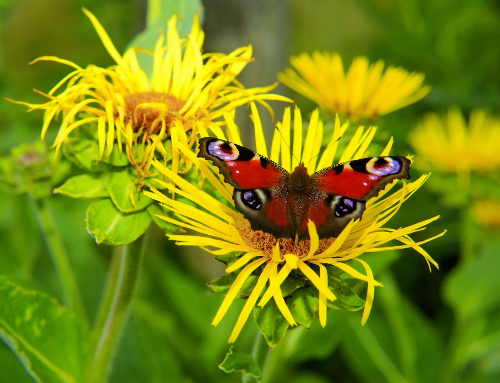 Sony a99 II sample photo. Peacock butterfly, edelfalter, butterfly photography