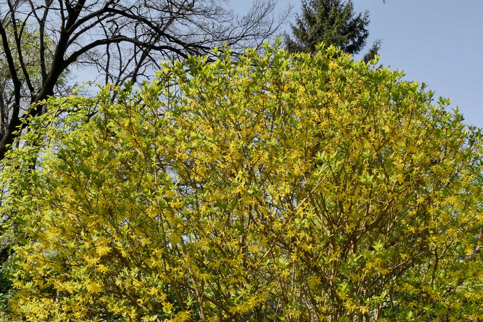 Nikon D5500 sample photo. Leaf, shrub, branch, nature photography