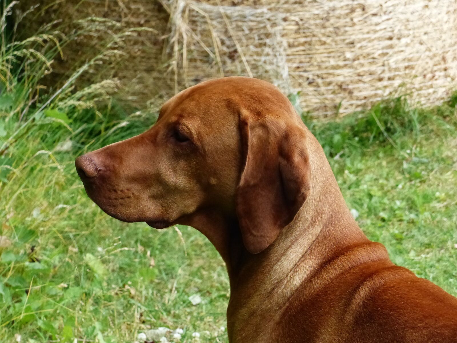 Panasonic Lumix DMC-FZ200 sample photo. Dog, grass, garden photography