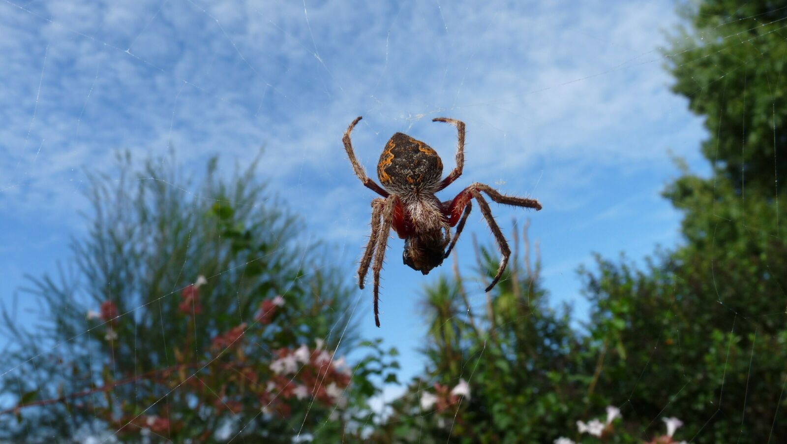 Panasonic Lumix DMC-FZ28 sample photo. Spider, web, garden photography