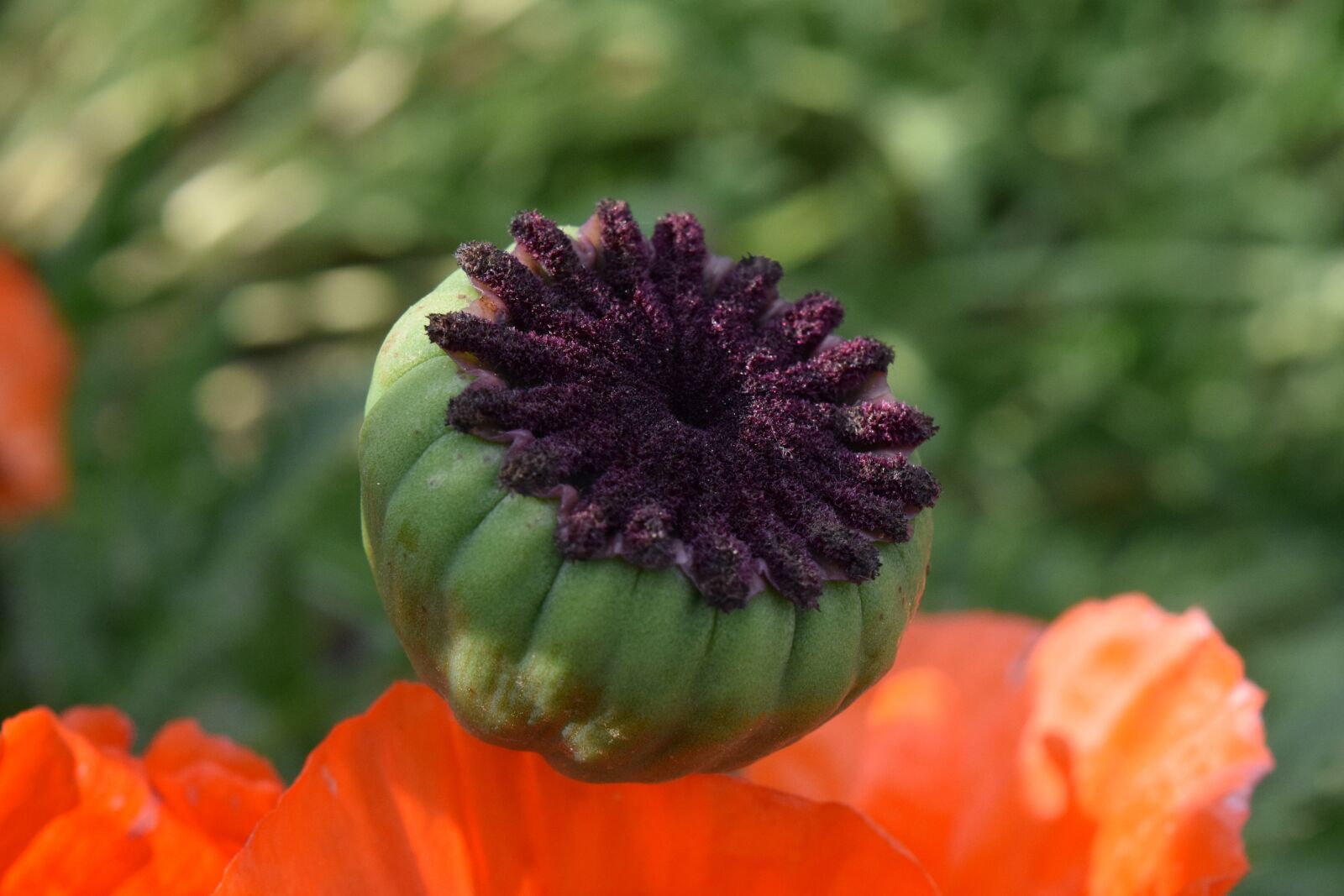 Nikon D3300 sample photo. Poppy, poppy capsule, blossom photography