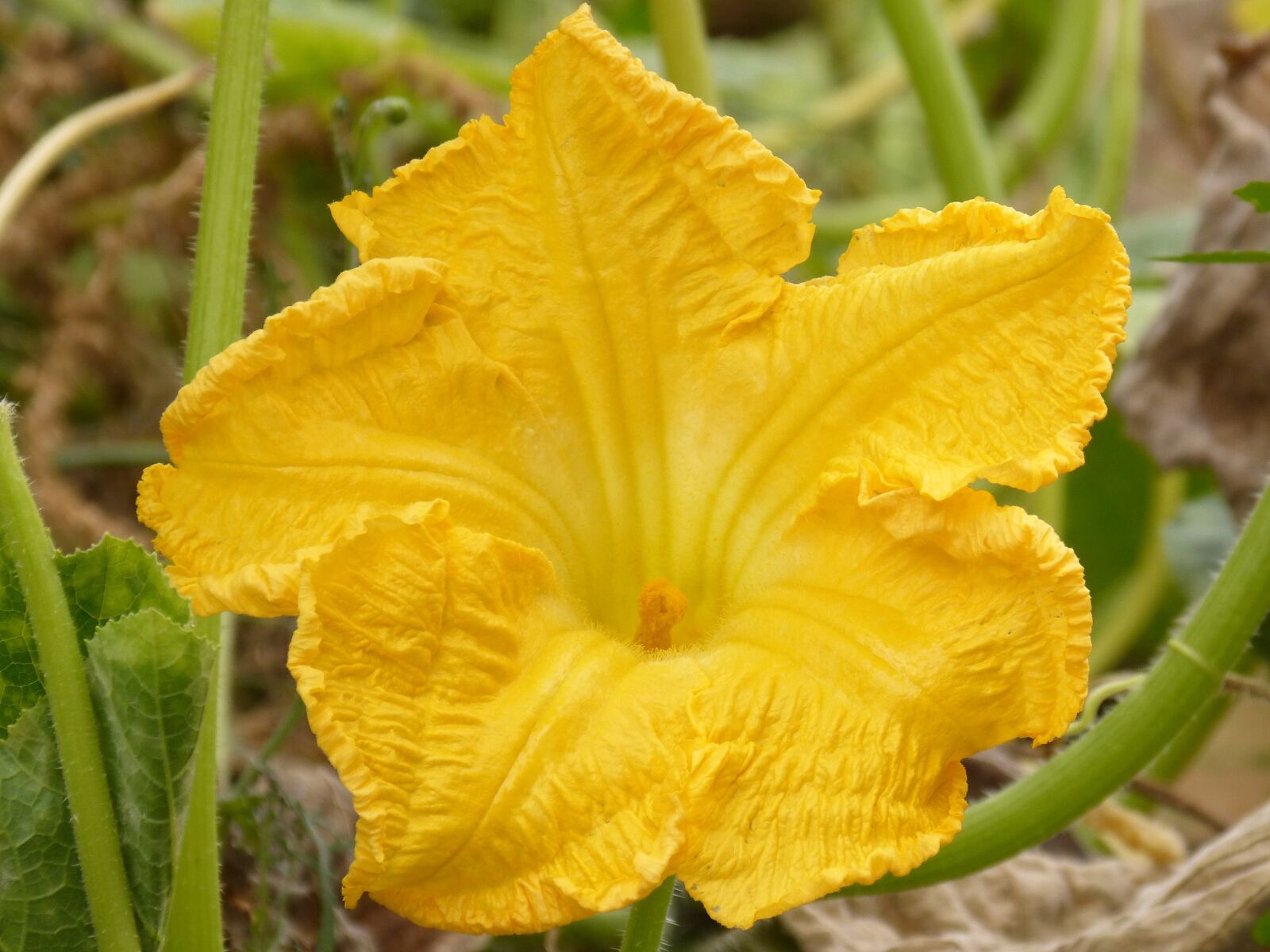 Panasonic DMC-FZ62 sample photo. Calabacera, flower, squash blossom photography