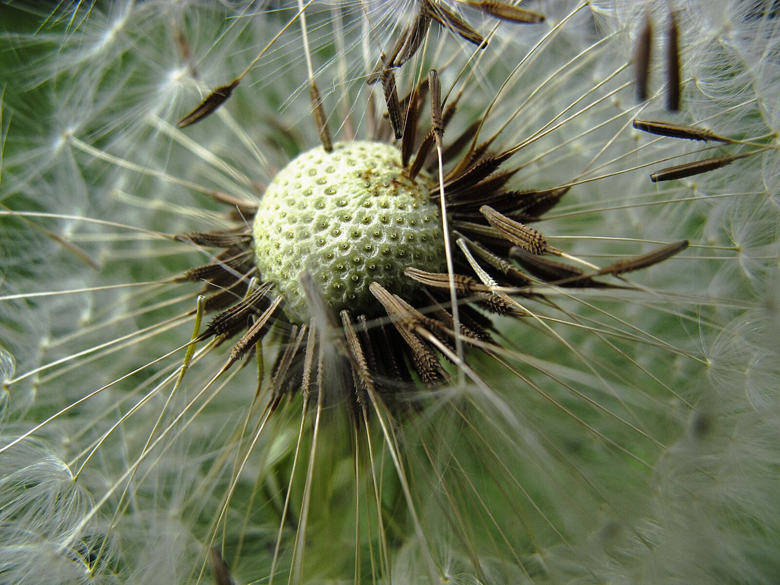 Canon PowerShot G12 sample photo. Dandelion, flight screens, achaenen photography