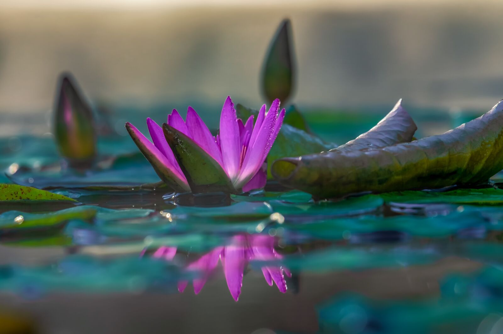 Fujifilm XF 55-200mm F3.5-4.8 R LM OIS sample photo. Water lily, aquatic plant photography