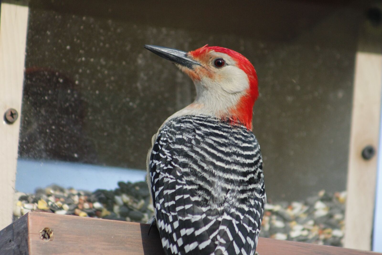 Canon EOS 550D (EOS Rebel T2i / EOS Kiss X4) sample photo. Bird, nature, bird feeder photography