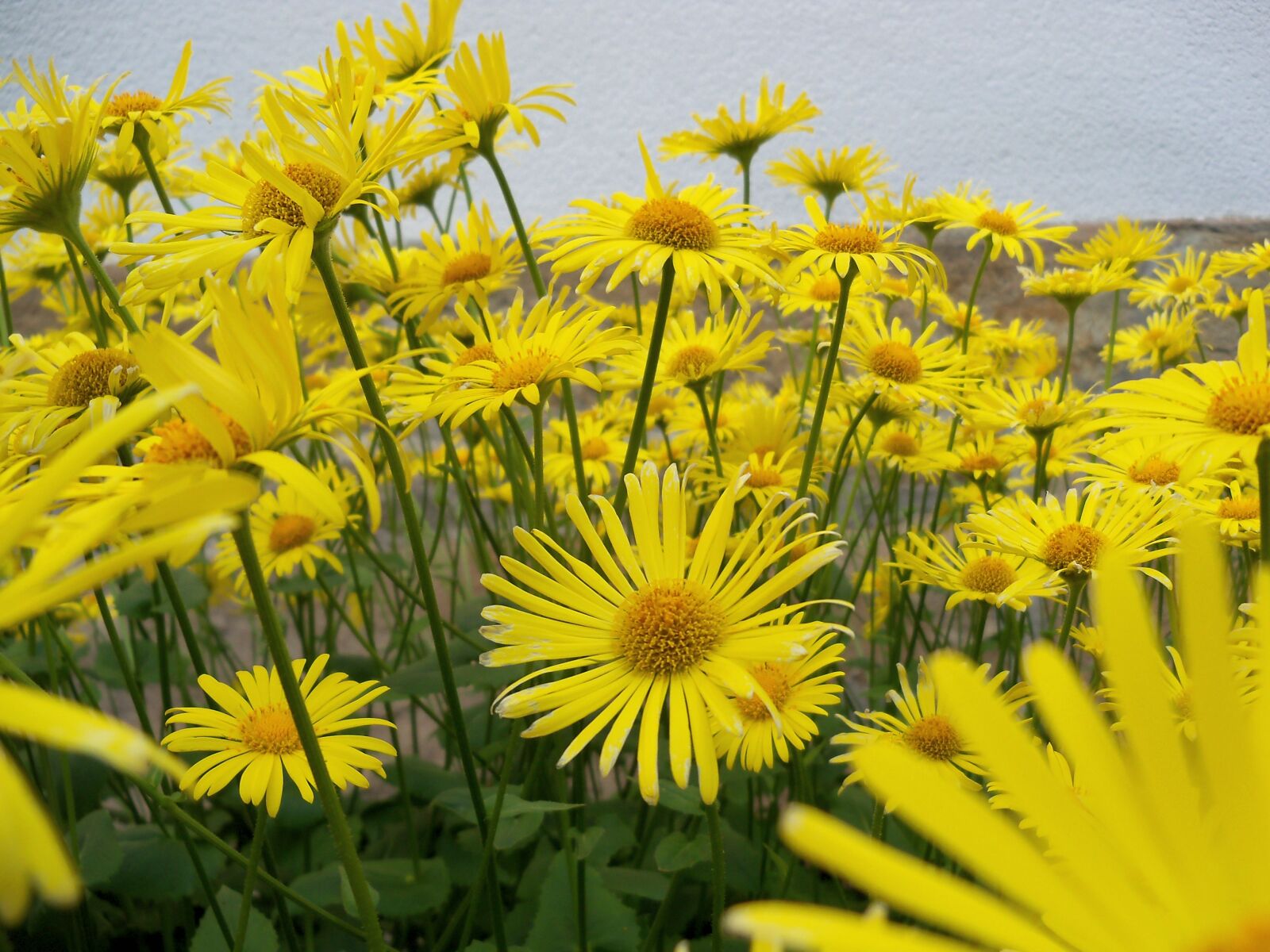 Kodak EasyShare Z915 sample photo. Yellow, flower, background photography