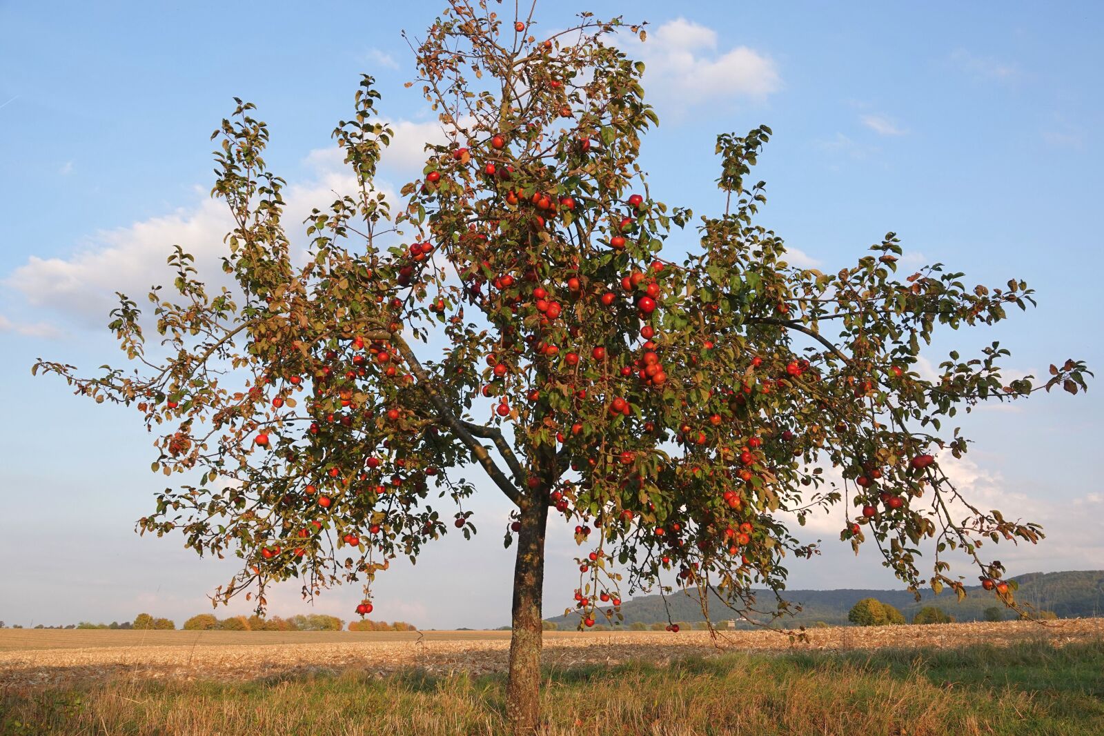 Sony Cyber-shot DSC-RX10 IV sample photo. Apple tree, apple, autumn photography
