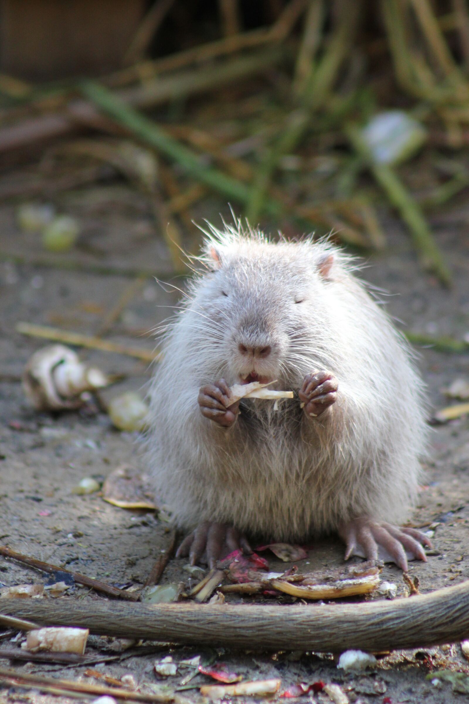 Canon EOS 550D (EOS Rebel T2i / EOS Kiss X4) sample photo. Nutria, white, animal photography