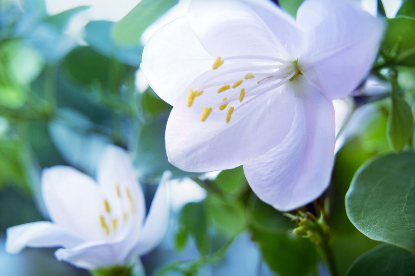Nikon D5300 sample photo. Jasmin, white, flower photography