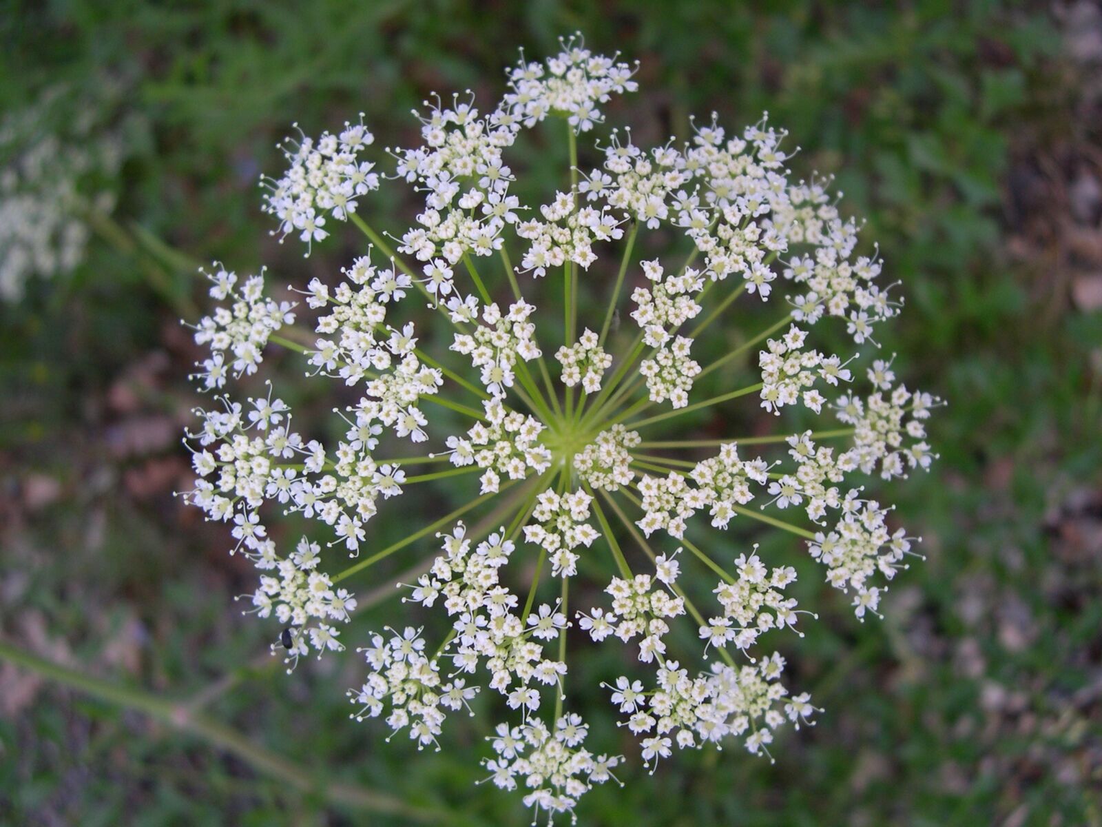 Nikon E4300 sample photo. Umbel, flower, white photography