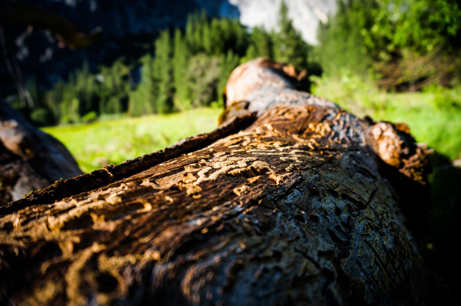 Sony Alpha NEX-3N sample photo. Yosemite, yosemite valley, national photography