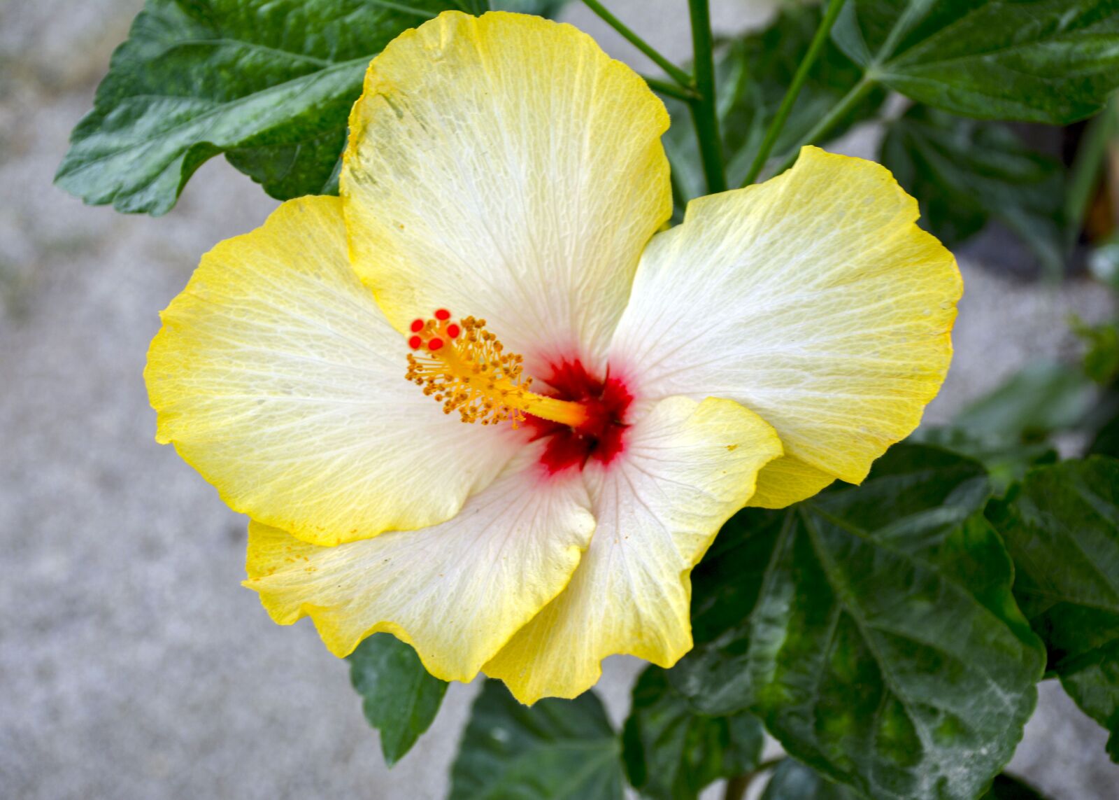 Nikon D7100 sample photo. Beauty, yellow, bloom photography