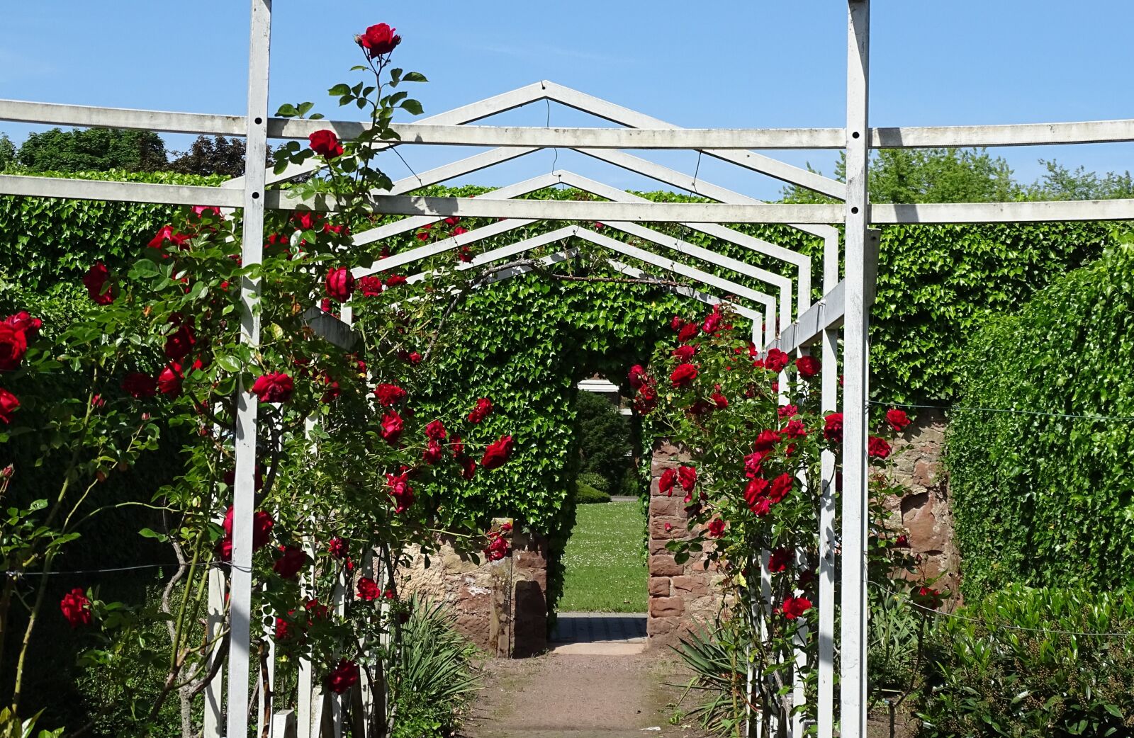 Sony Cyber-shot DSC-HX400V sample photo. Roses, entwine, climbing roses photography