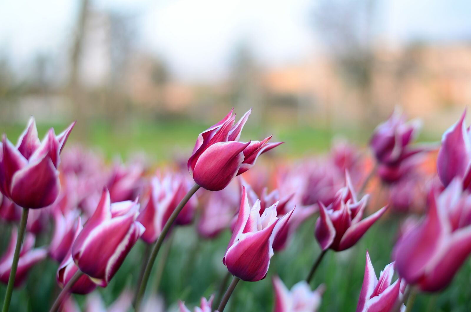Nikon D5100 sample photo. Tulips, flower, macro photography