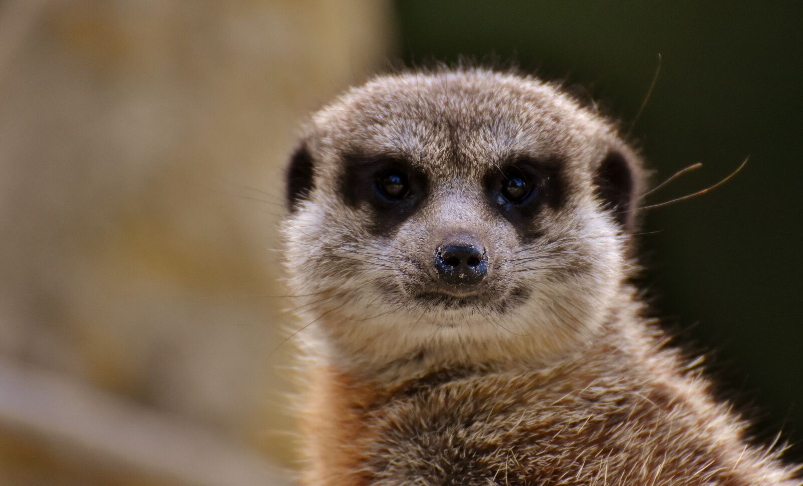 Nikon D7200 sample photo. Meerkat, animal, nature photography