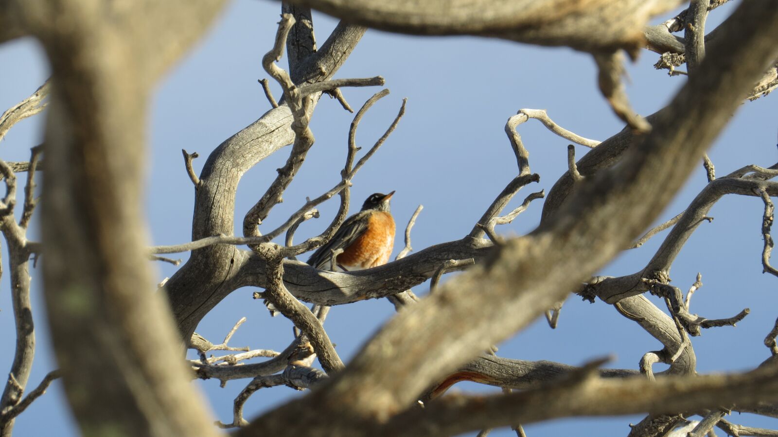 Canon PowerShot SX50 HS sample photo. Robin, tree, bird photography