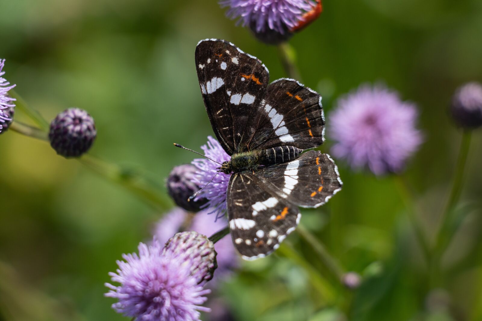 Canon EF-S 18-135mm F3.5-5.6 IS USM sample photo. The map butterfly, butterfly photography