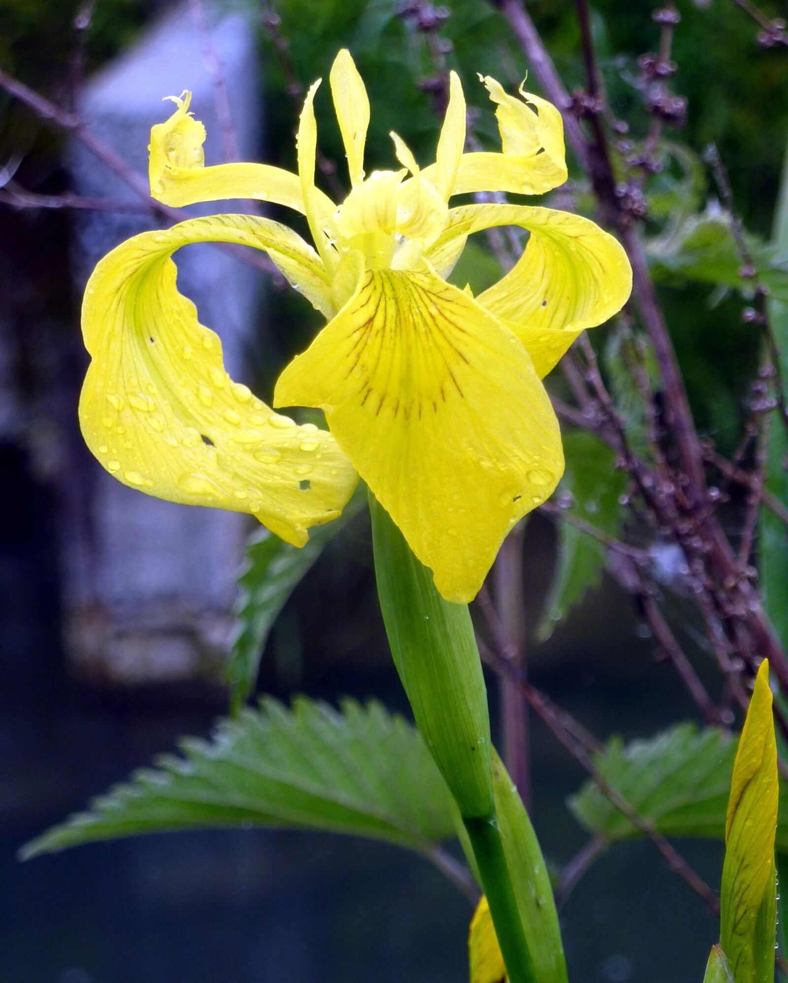 Panasonic DMC-TZ7 sample photo. Flower, iris, water photography