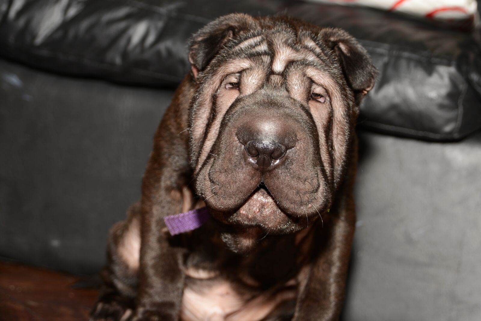 Nikon D600 sample photo. Portrait, pet photography