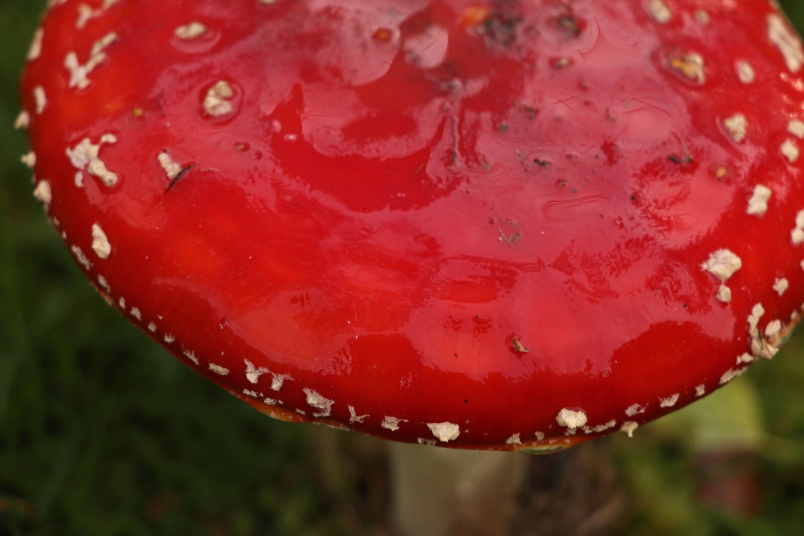 Canon EOS 200D (EOS Rebel SL2 / EOS Kiss X9) sample photo. Red, fly agaric, nature photography