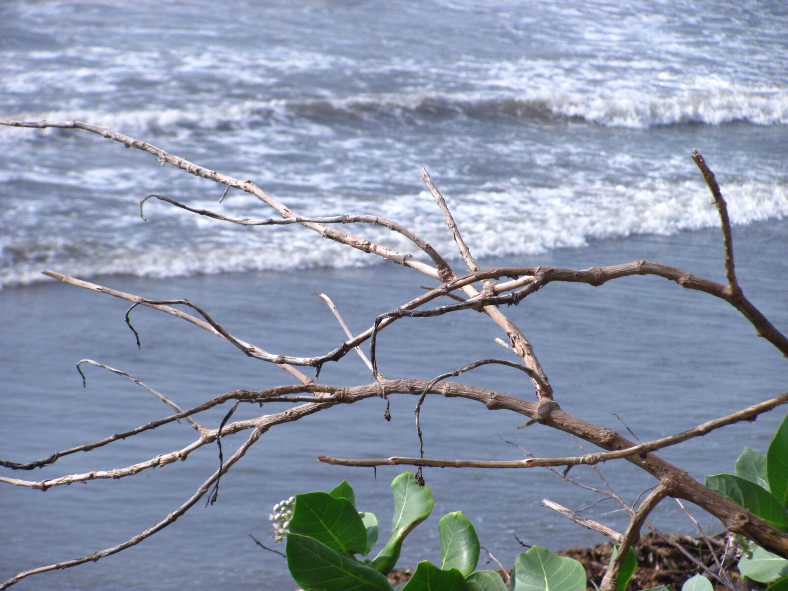 Canon PowerShot SX120 IS sample photo
