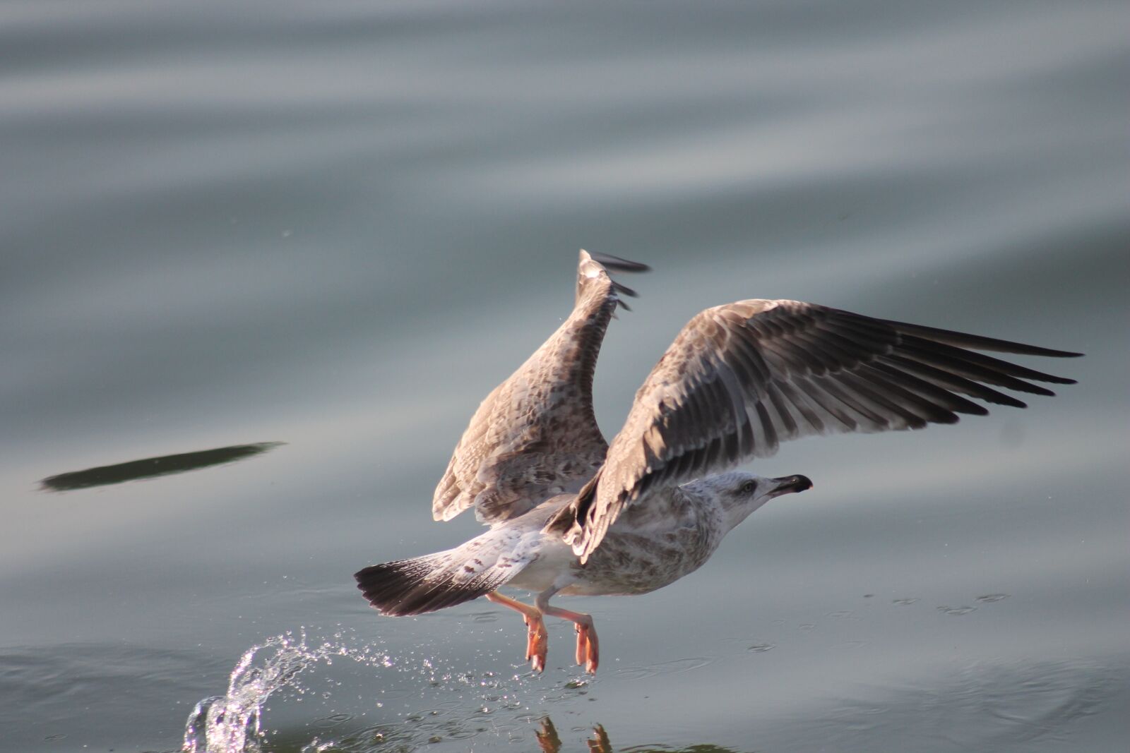 Canon EF 75-300mm f/4-5.6 sample photo. Bird, water, landing, splash photography