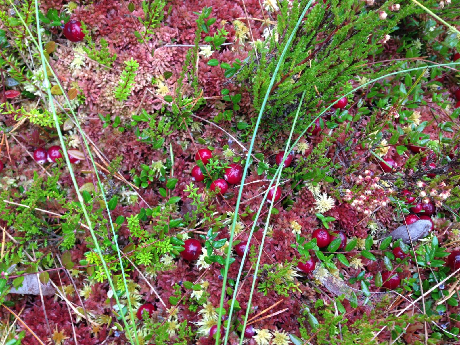 iPhone 5 back camera 4.12mm f/2.4 sample photo. Bog, cranberries, nature photography