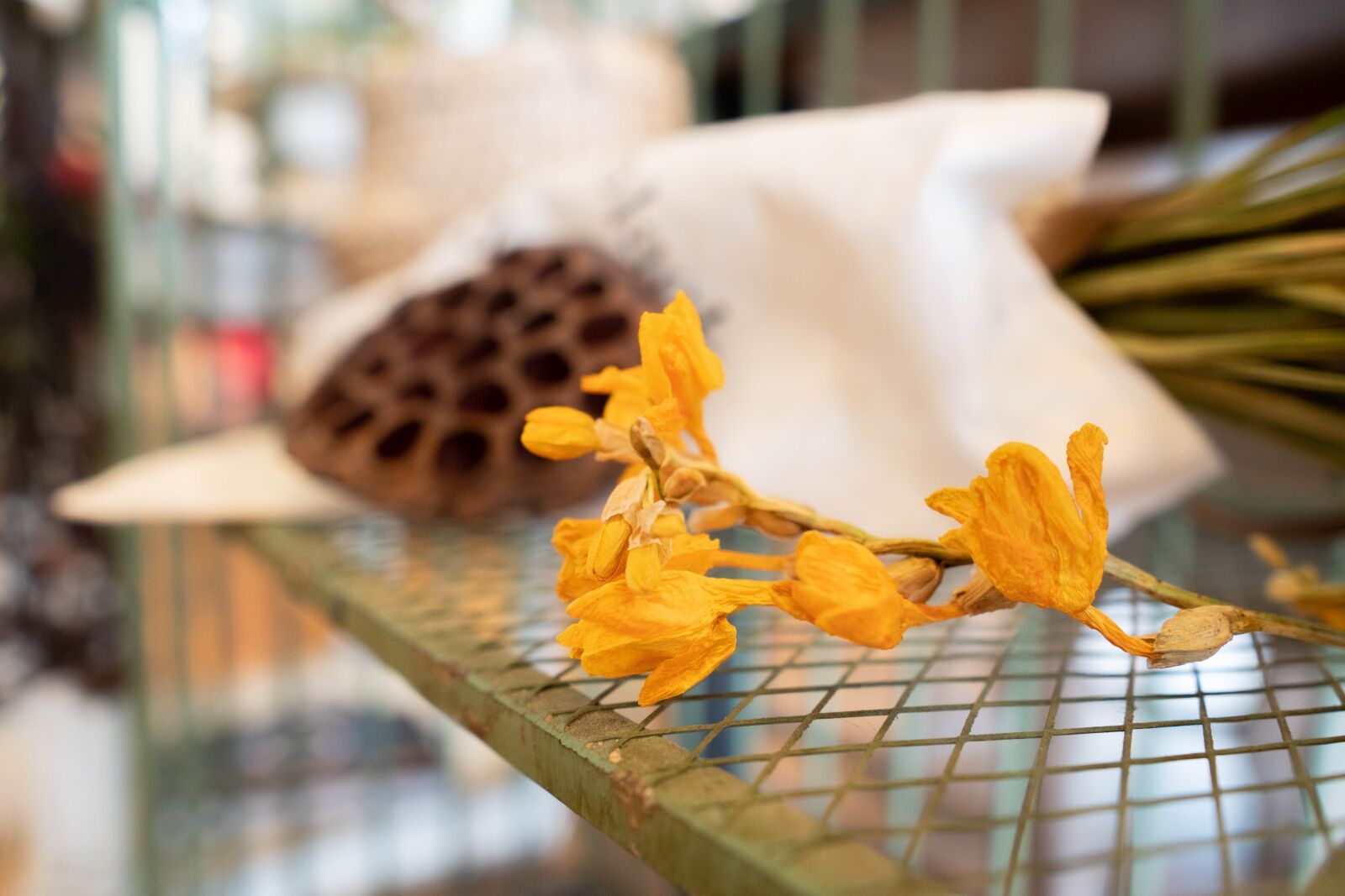 Sigma 16mm F1.4 DC DN | C sample photo. Flower, beautiful, happiness photography